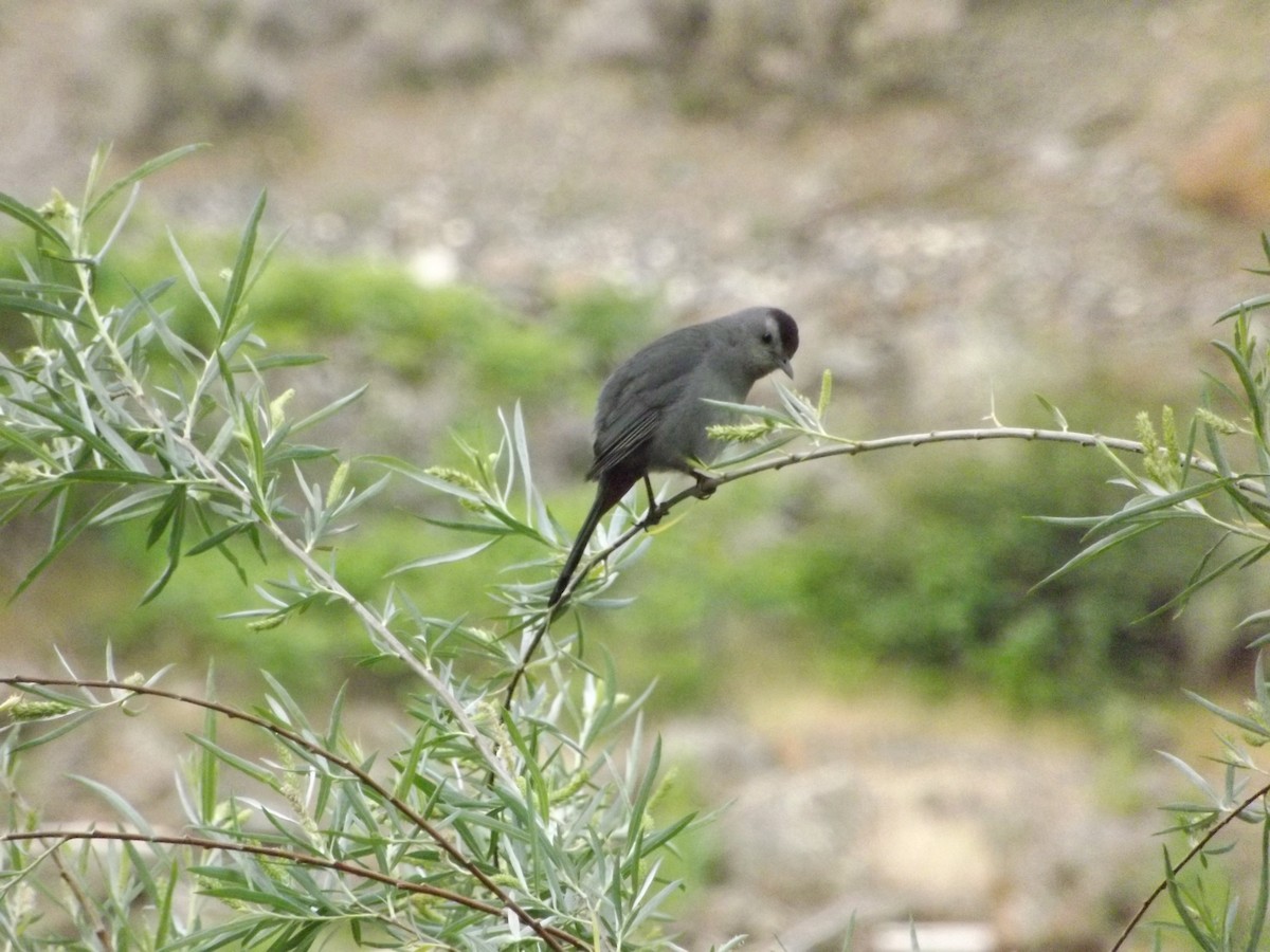 Gray Catbird - ML168490121