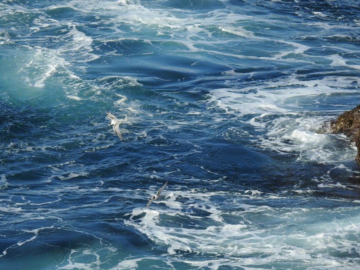 White-fronted Tern - ML168490291