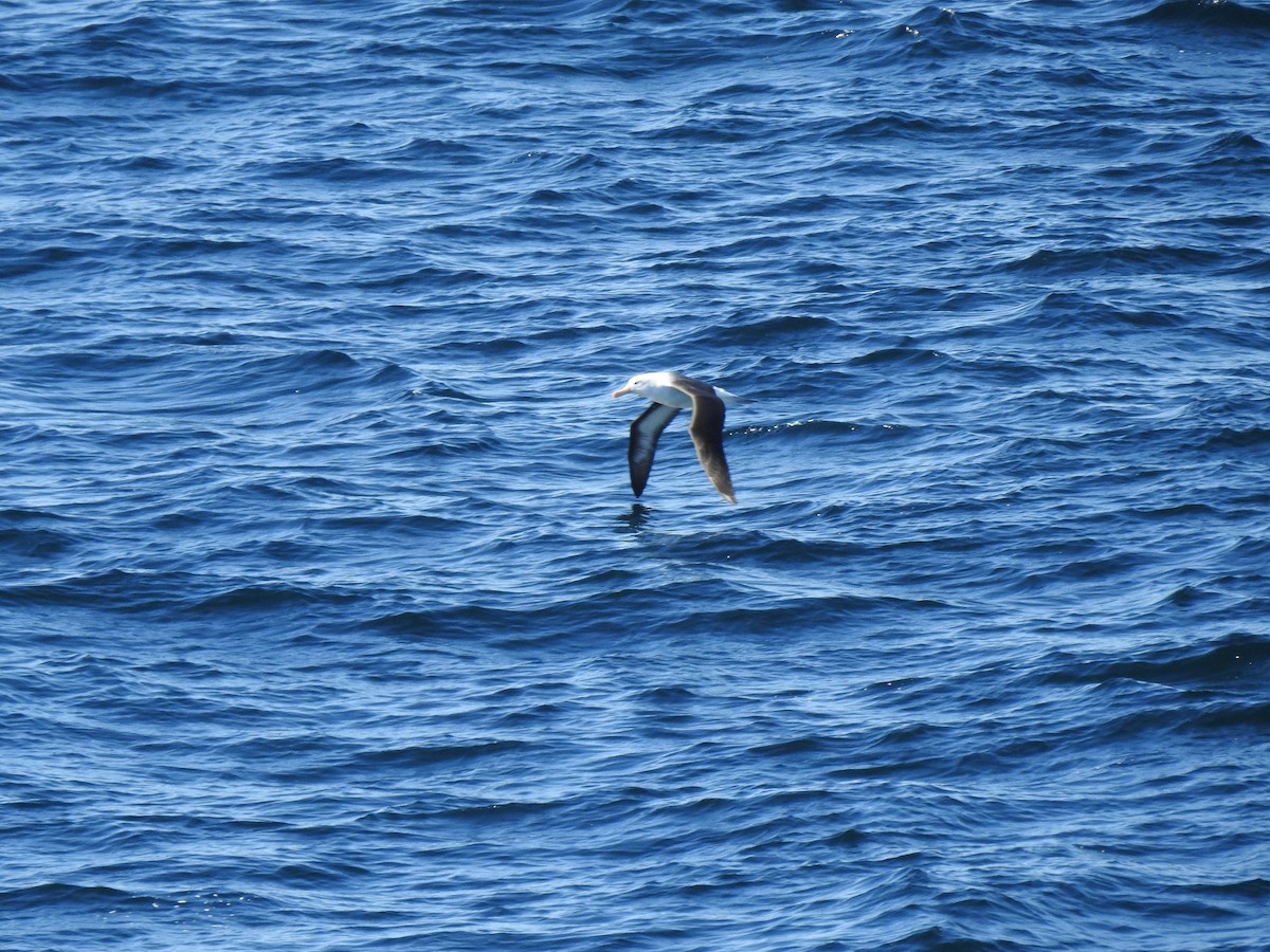 Black-browed Albatross - ML168490331
