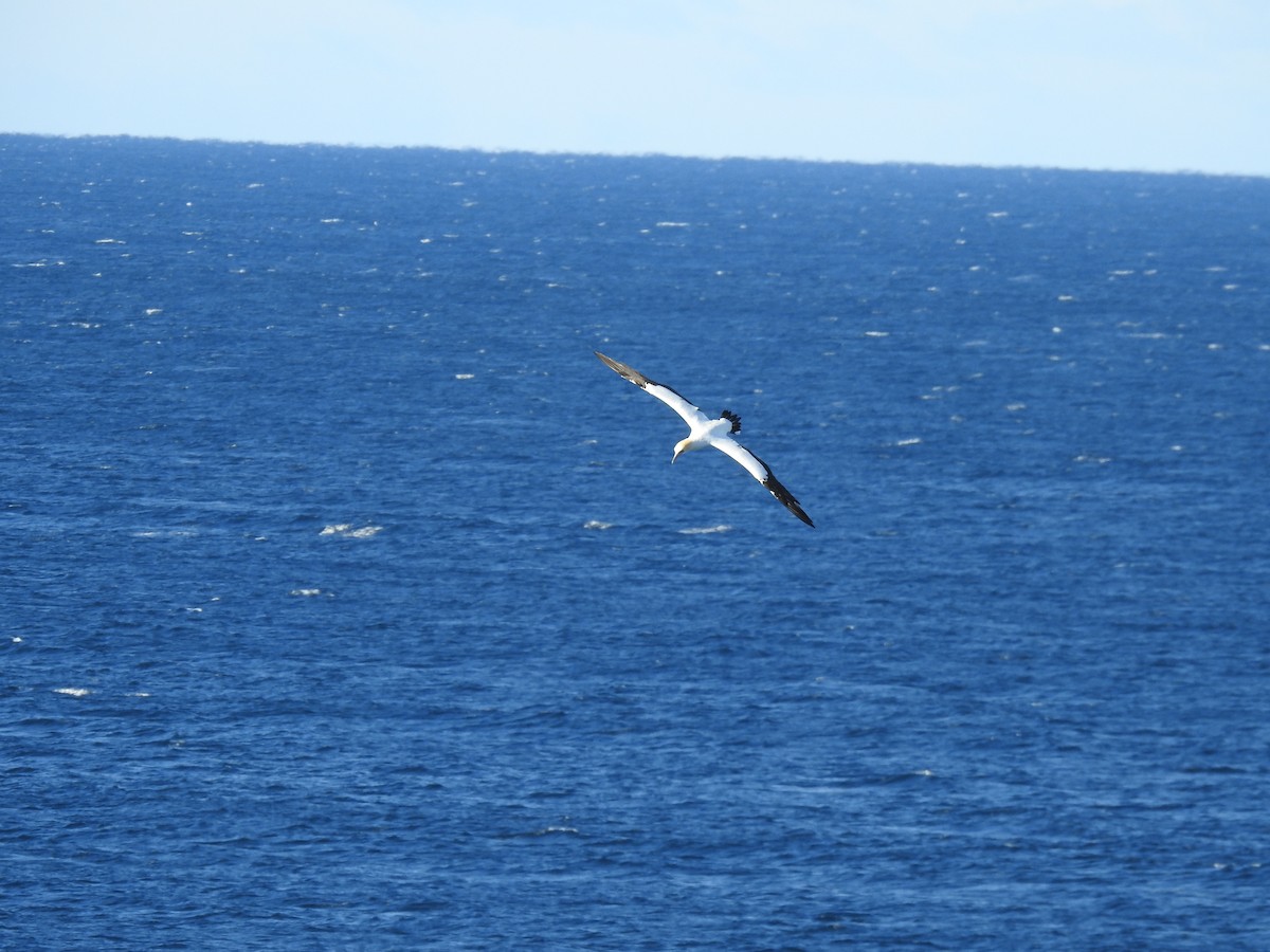 Australasian Gannet - ML168490421