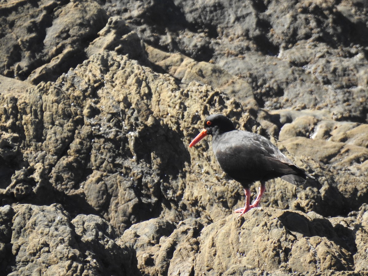 Sooty Oystercatcher - ML168490531