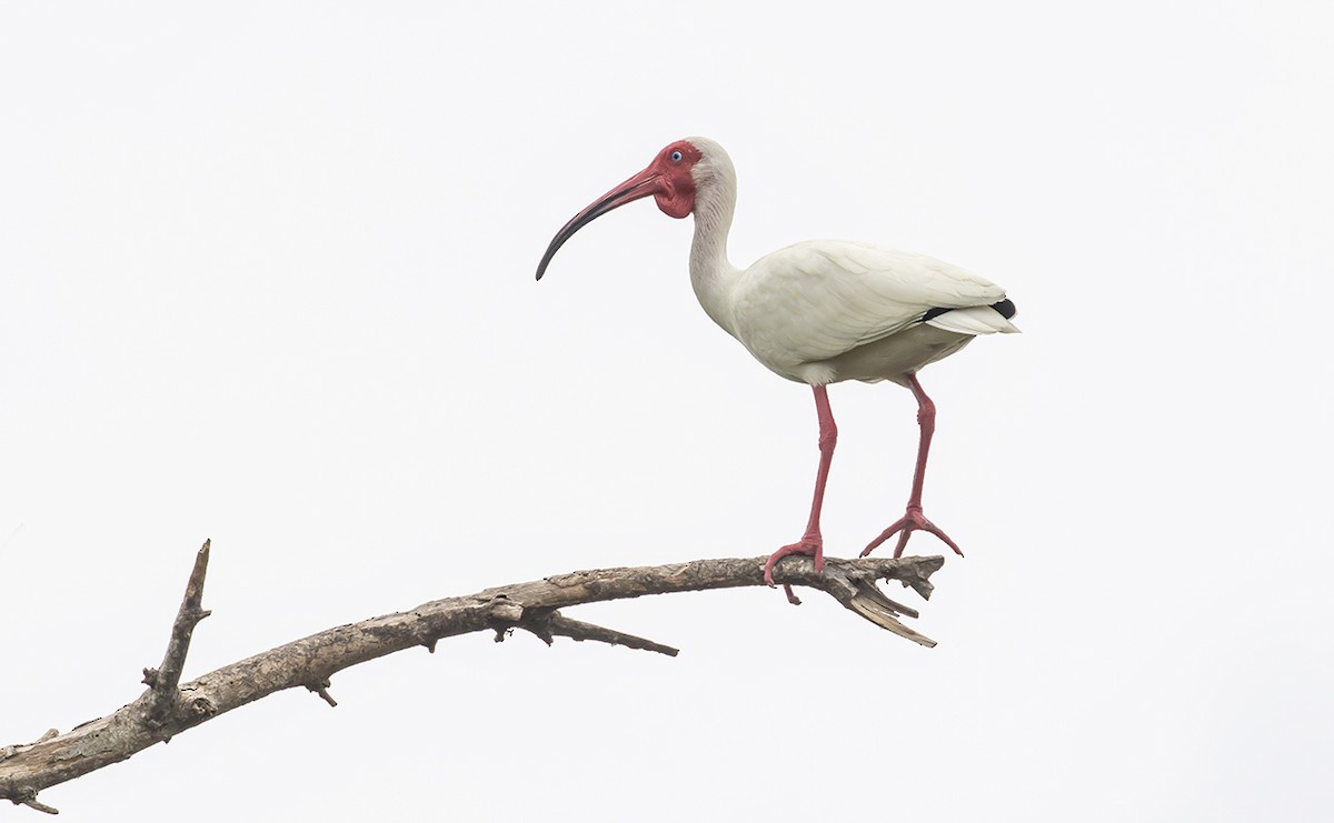 ibis bílý - ML168490661