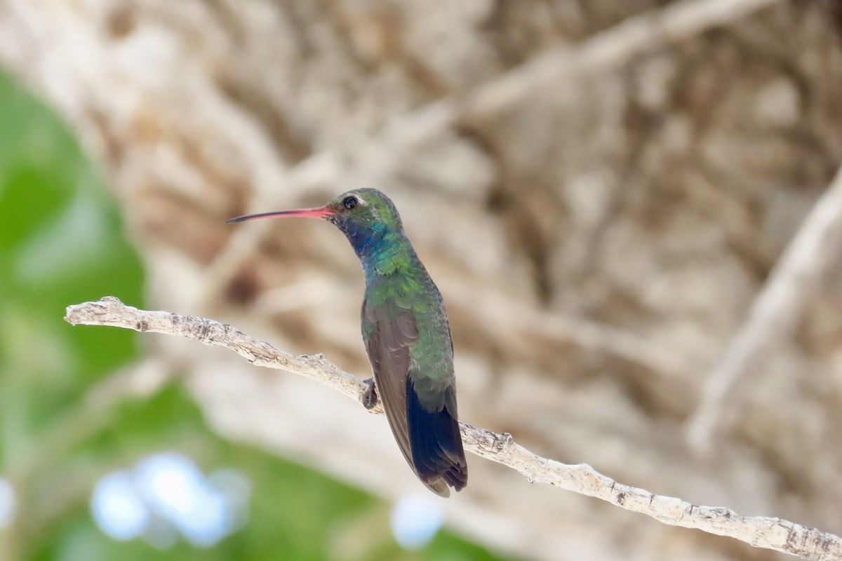 Broad-billed Hummingbird - ML168491601