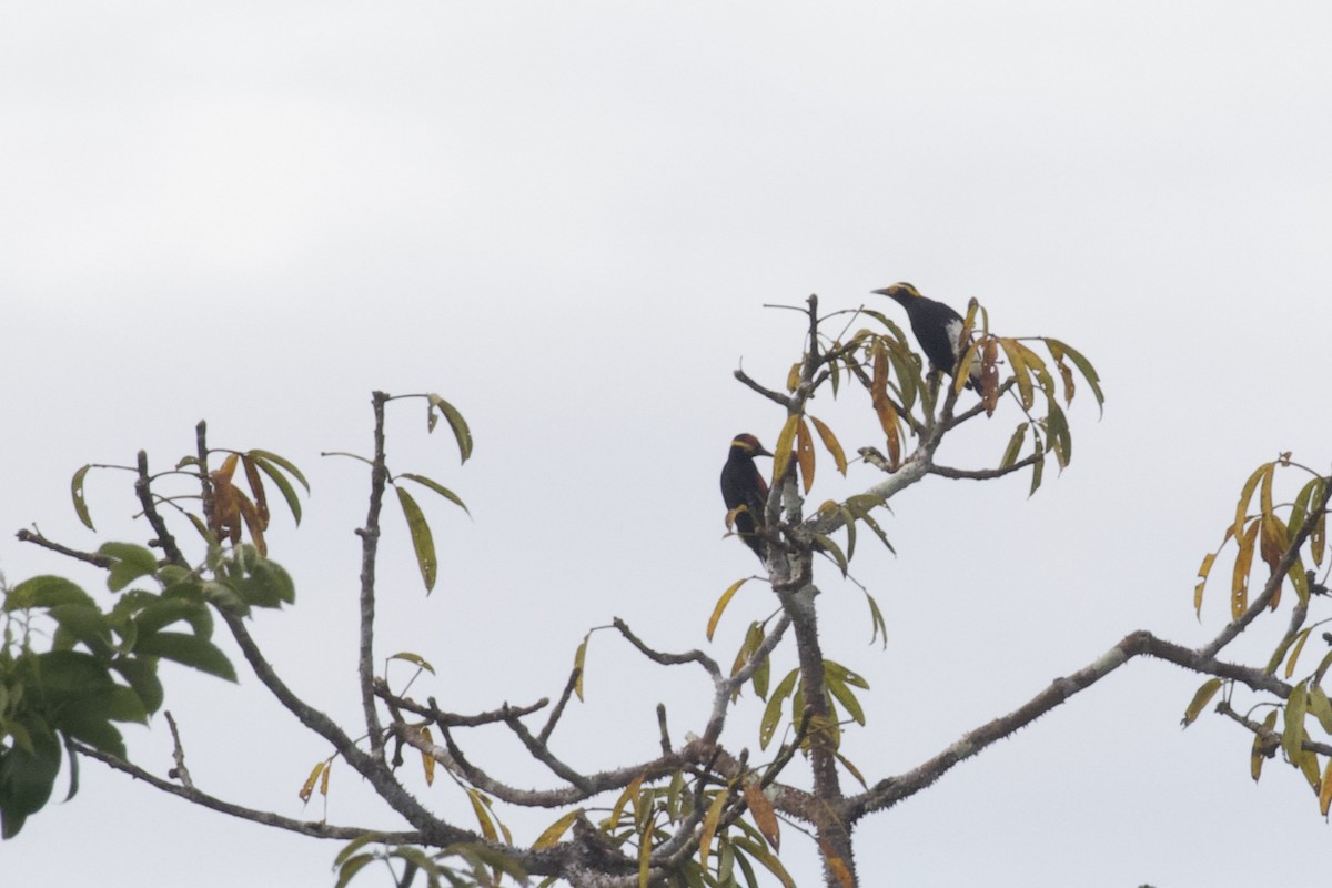 Yellow-tufted Woodpecker - ML168491611