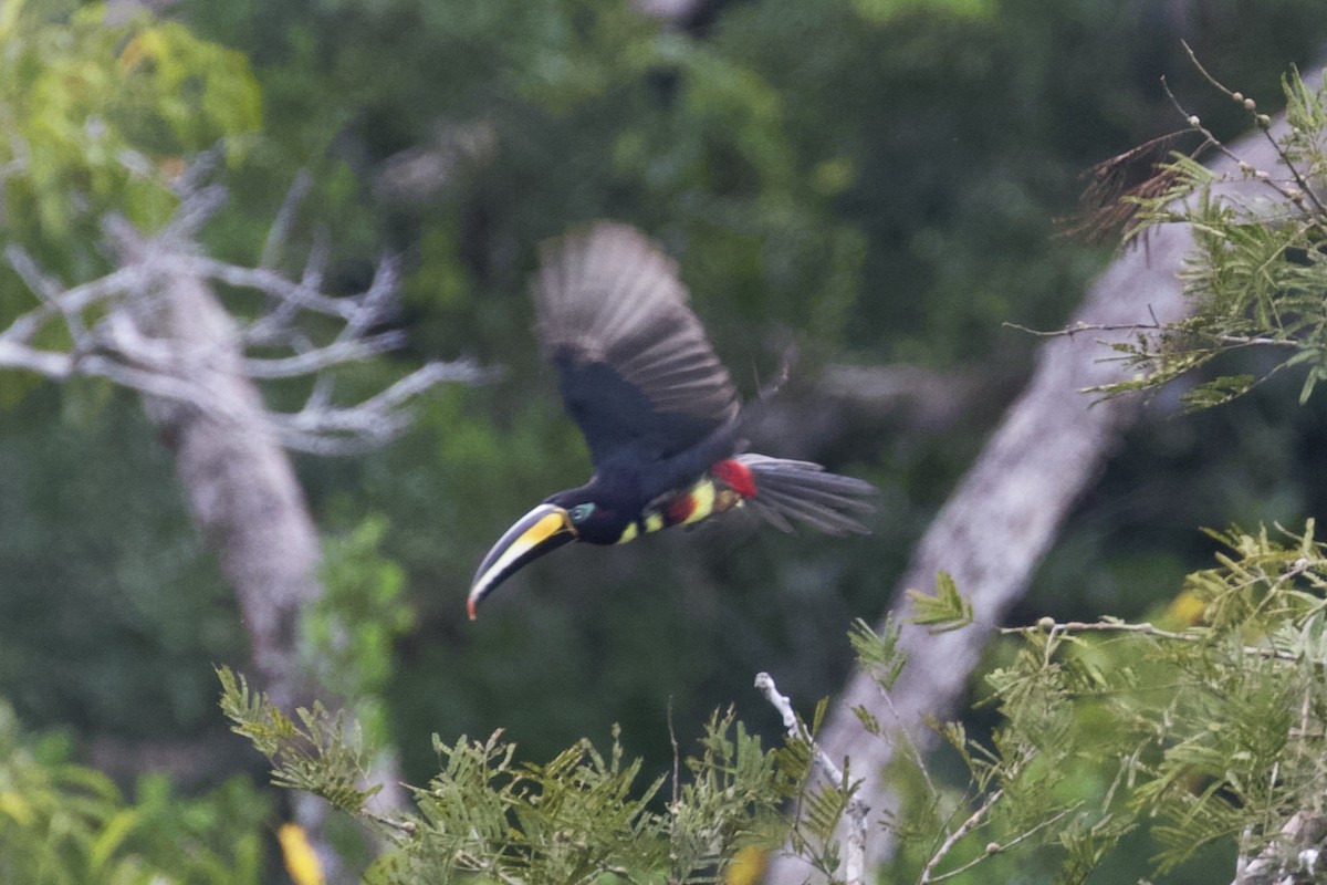 Many-banded Aracari - Stan Lilley