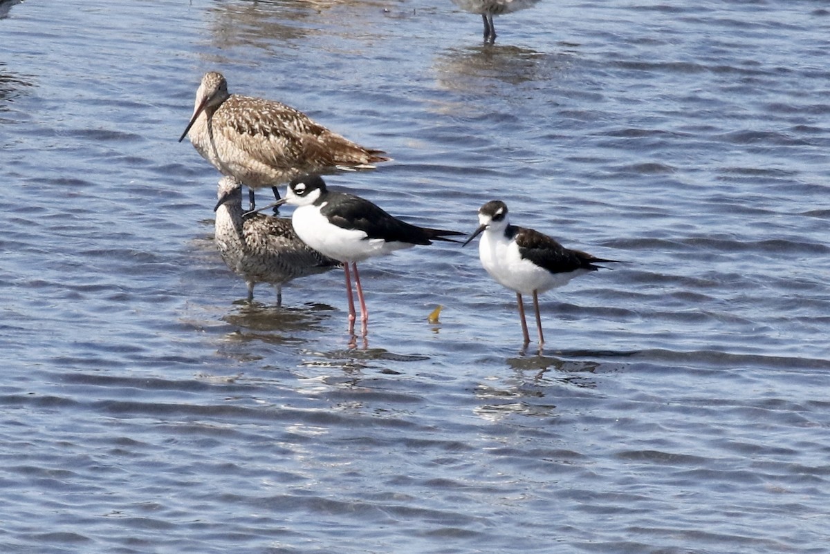 Black-necked Stilt - ML168492161