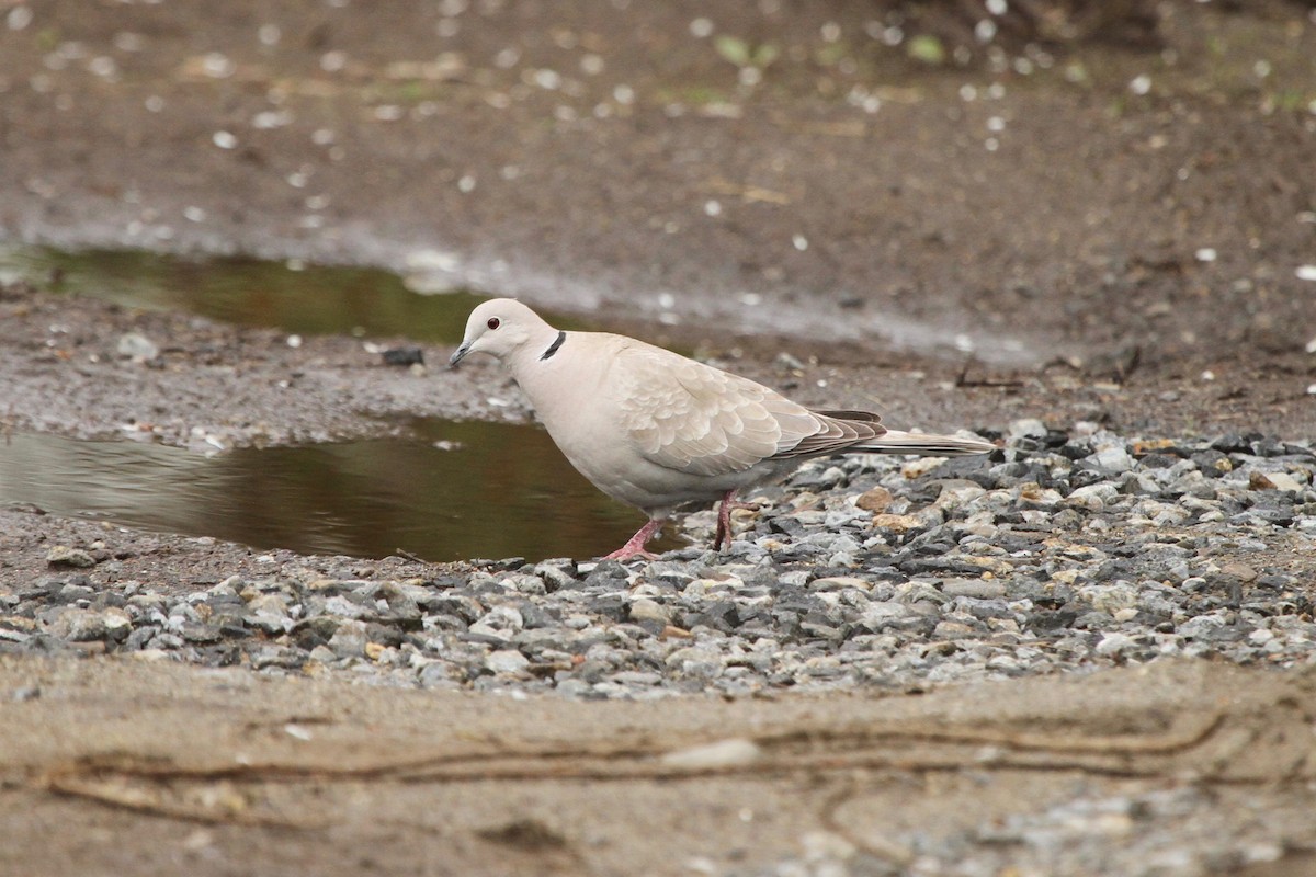 Eurasian Collared-Dove - ryan  doherty