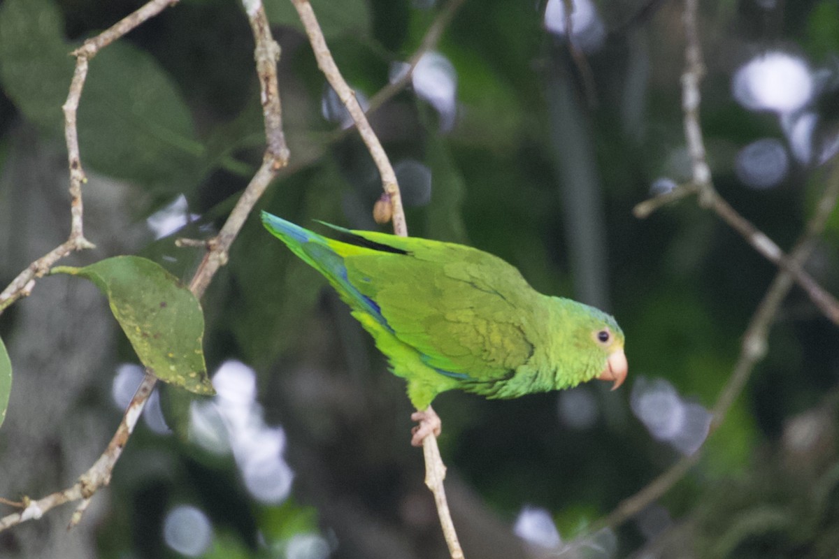 Cobalt-winged Parakeet - ML168492511