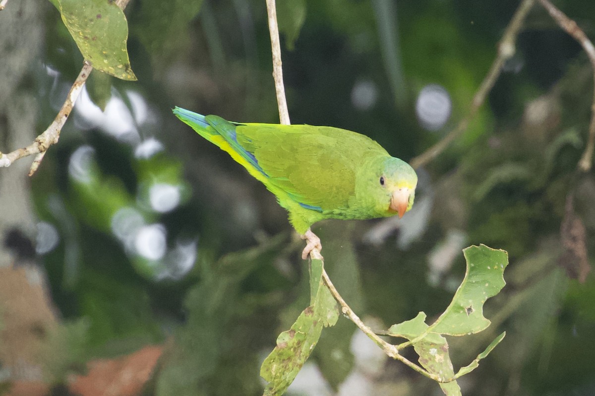 アマゾンミドリインコ - ML168492521