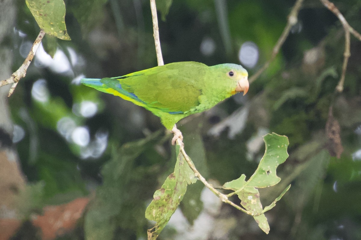 Cobalt-winged Parakeet - ML168492531