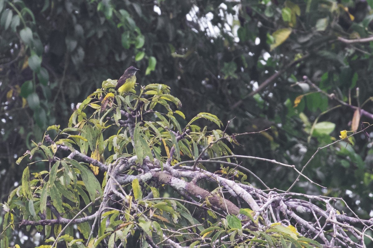 Dusky-chested Flycatcher - ML168492801