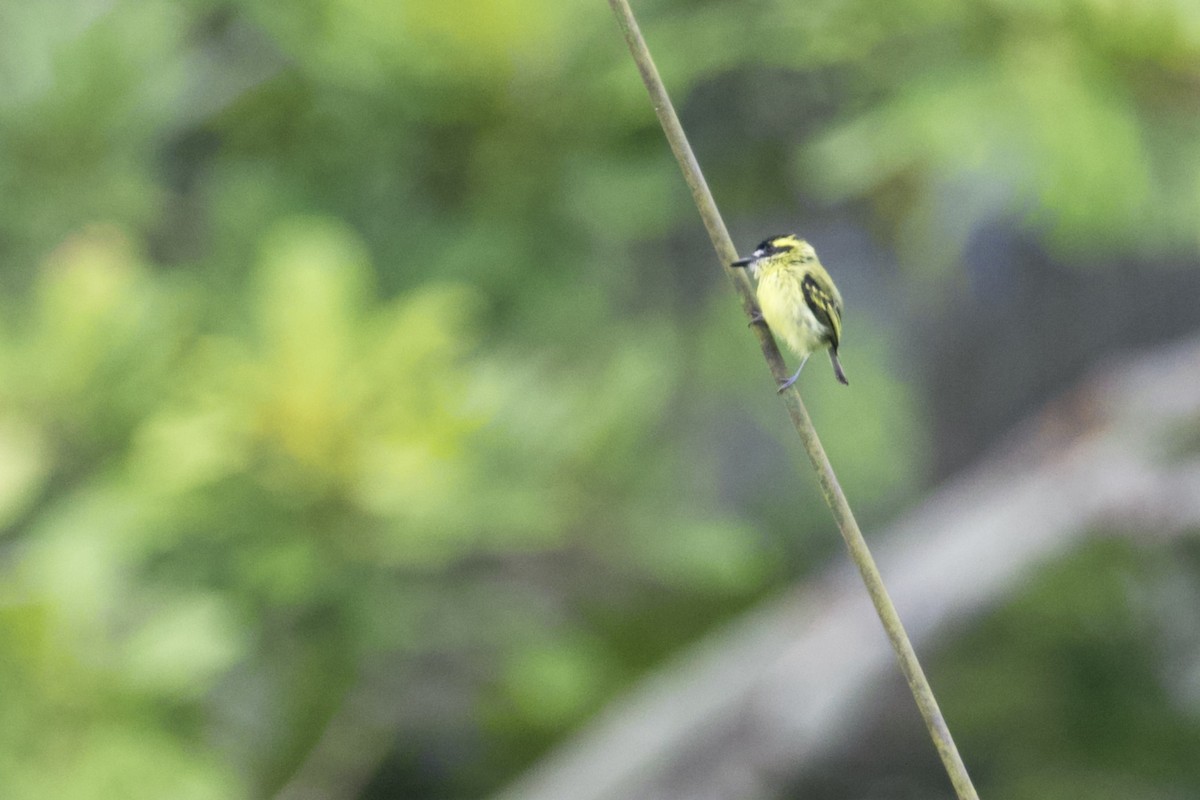 Yellow-browed Tody-Flycatcher - ML168492951