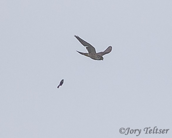 eBird Checklist - 10 May 2019 - Long Point--Tip - 87 species