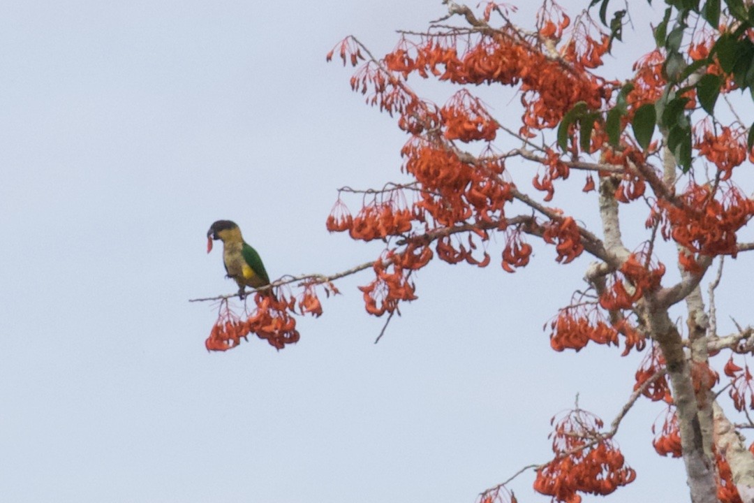 Black-headed Parrot - ML168493441