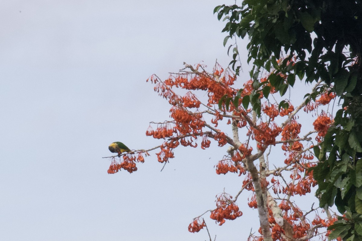 Black-headed Parrot - ML168493451