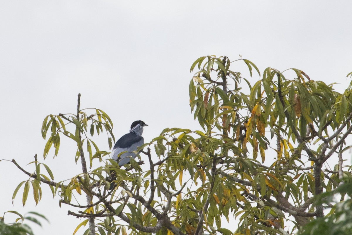 Bare-necked Fruitcrow - ML168493621