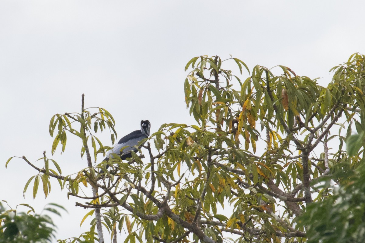 Bare-necked Fruitcrow - ML168493631