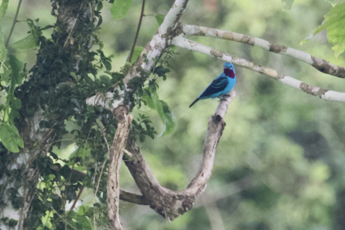 Cotinga Celeste - ML168494141