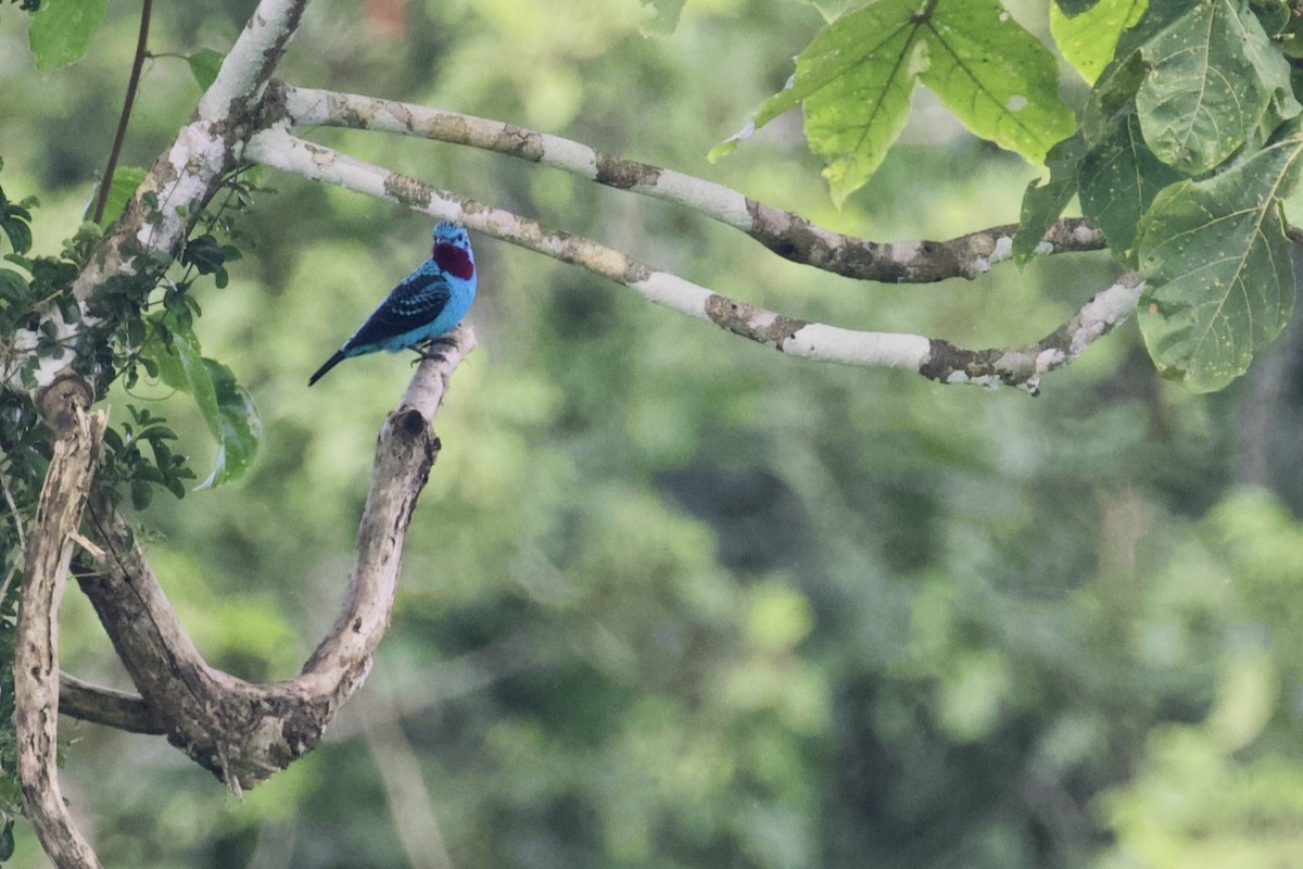 Cotinga Celeste - ML168494151