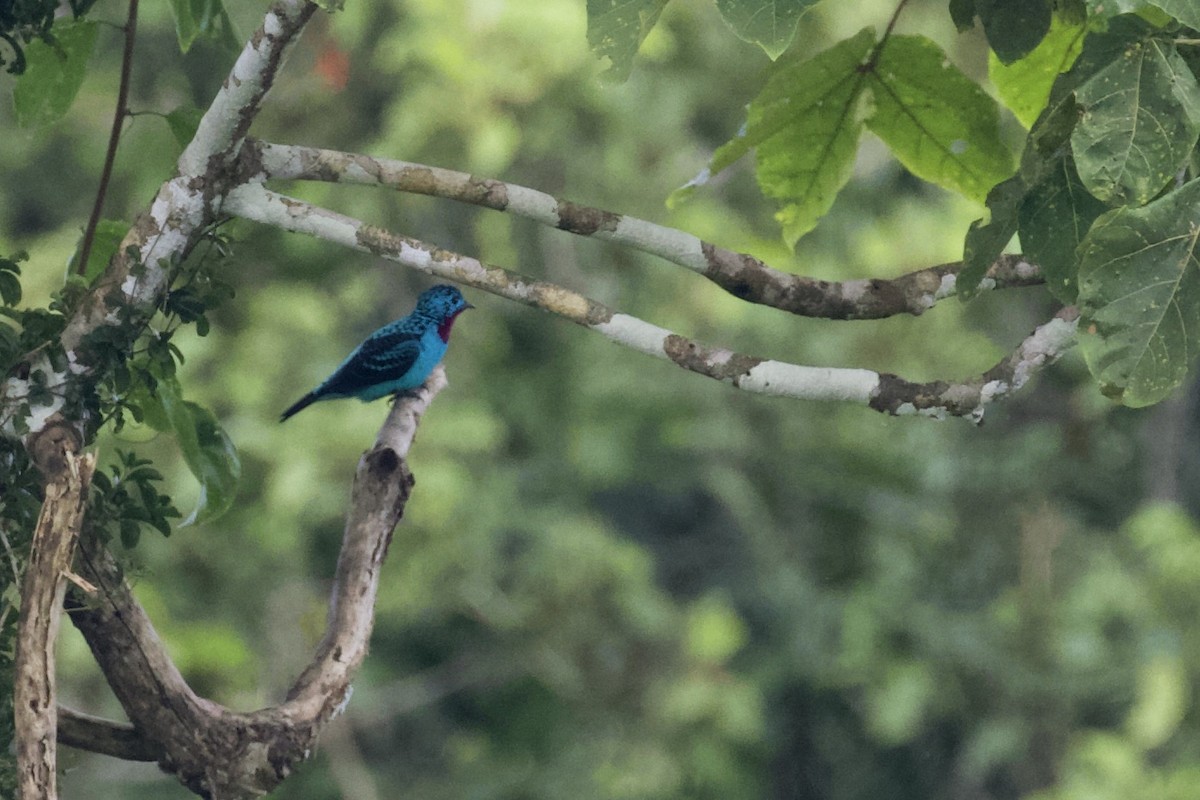 Cotinga de Cayenne - ML168494161