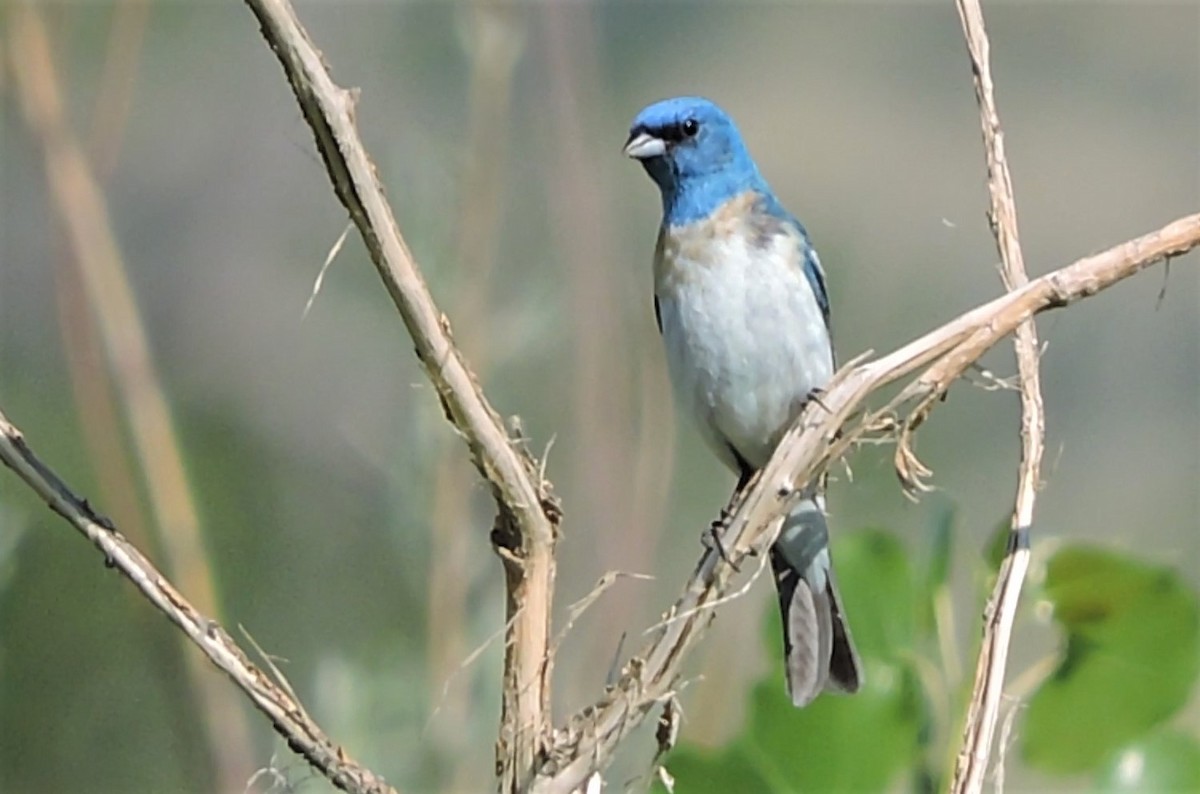 Lazuli x Indigo Bunting (hybrid) - ML168496811