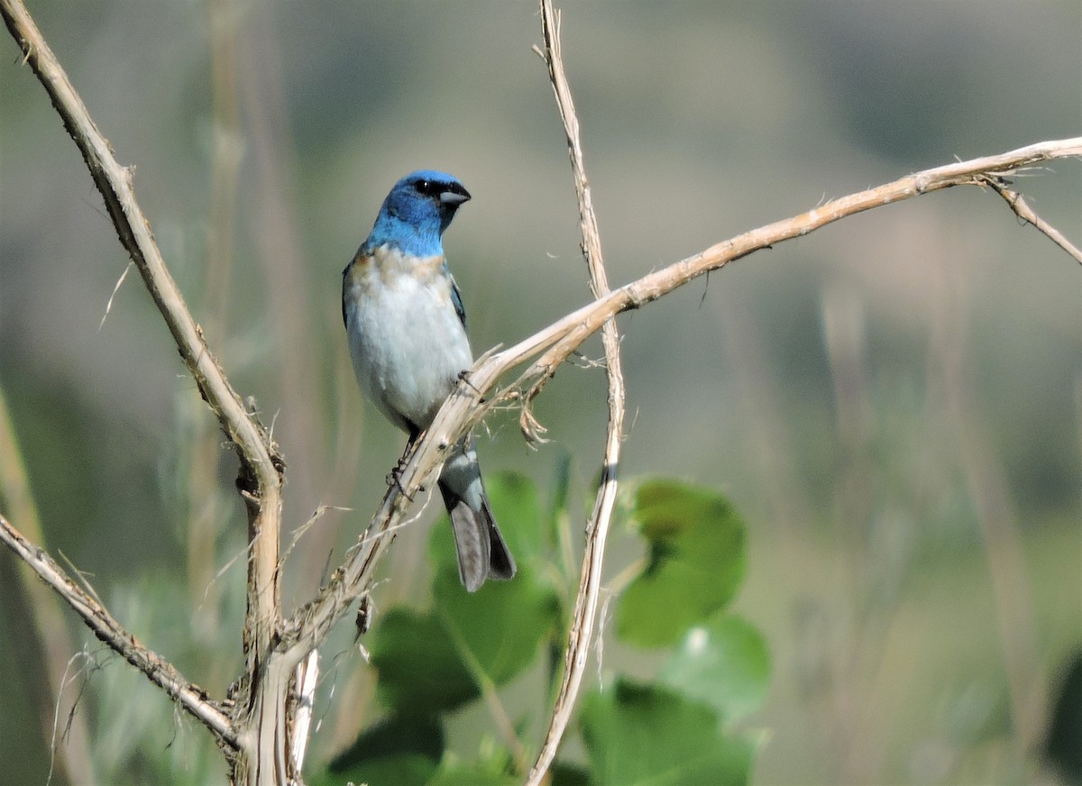 Lazuli x Indigo Bunting (hybrid) - ML168496831