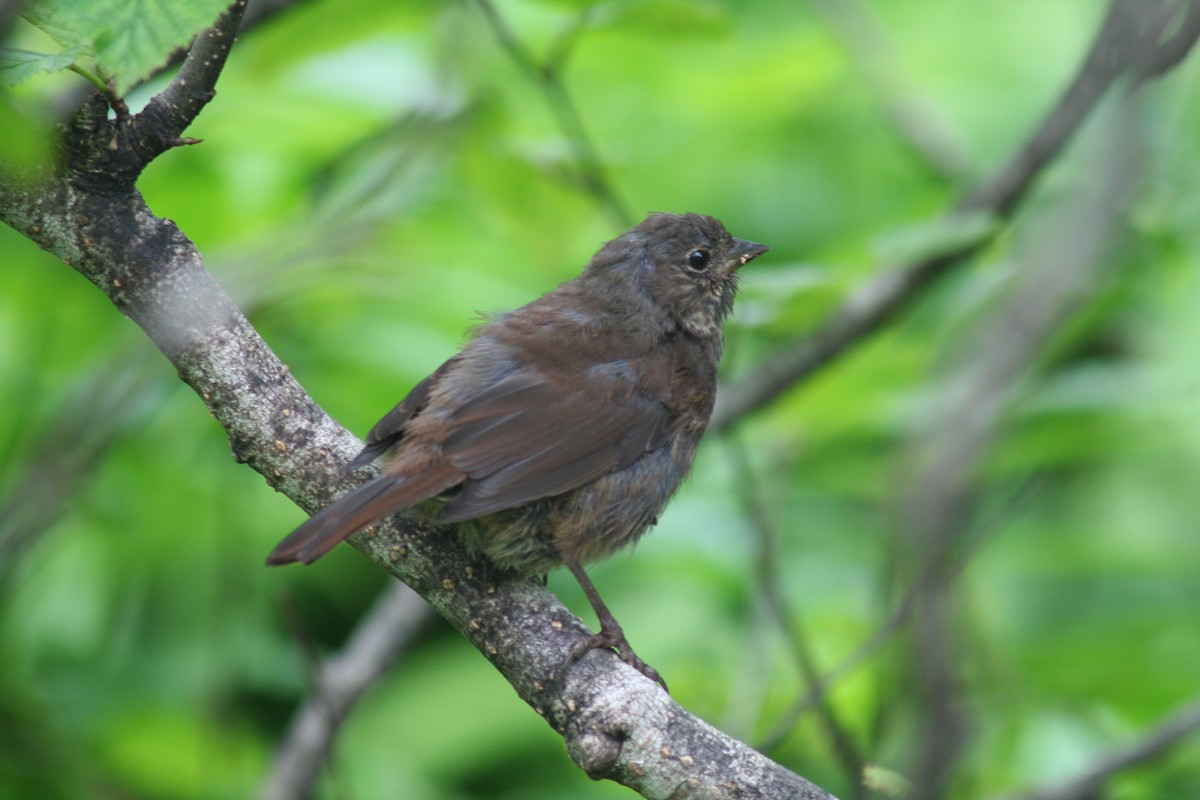 Fox Sparrow (Sooty) - ML168496851