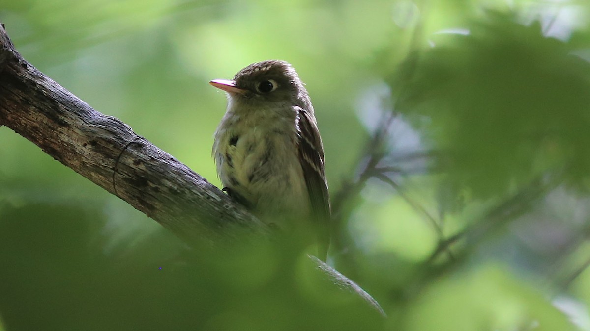 Western Flycatcher (Cordilleran) - ML168497081