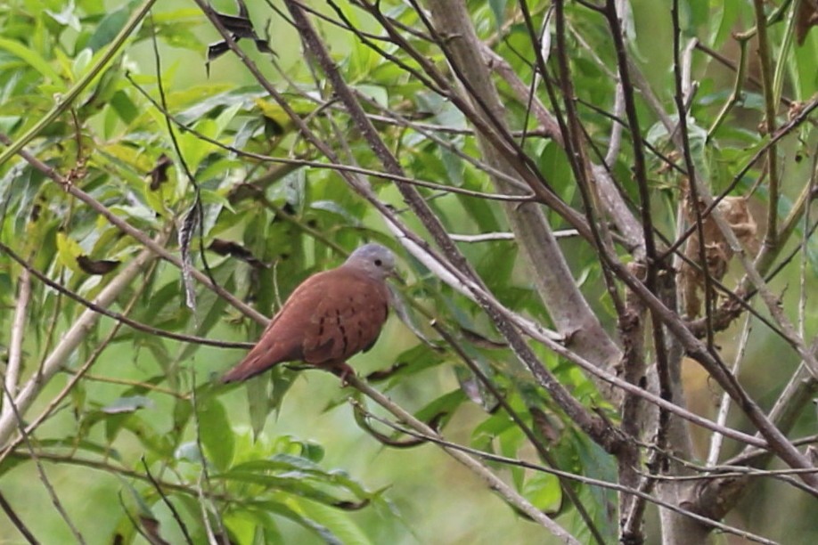 Ruddy Ground Dove - ML168497851