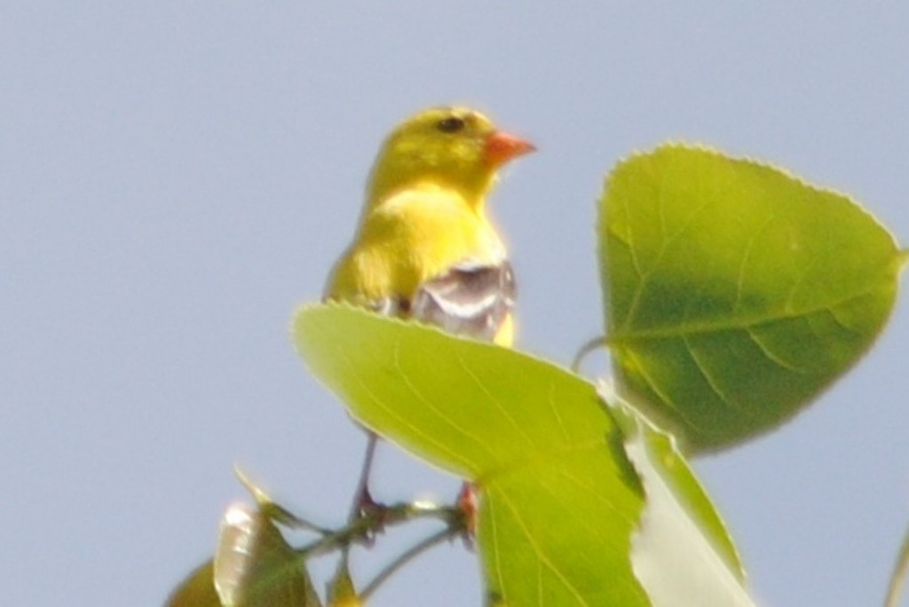 Chardonneret jaune - ML168497861