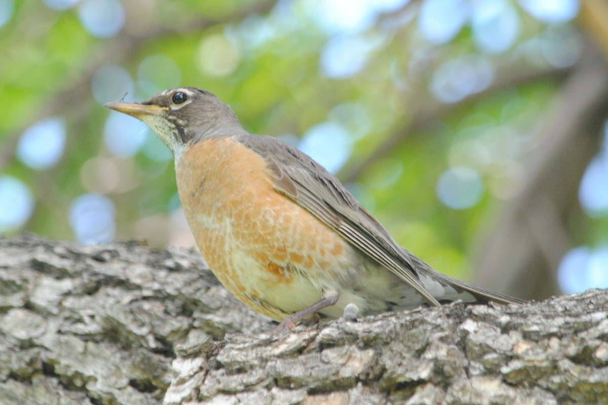 American Robin - ML168497891