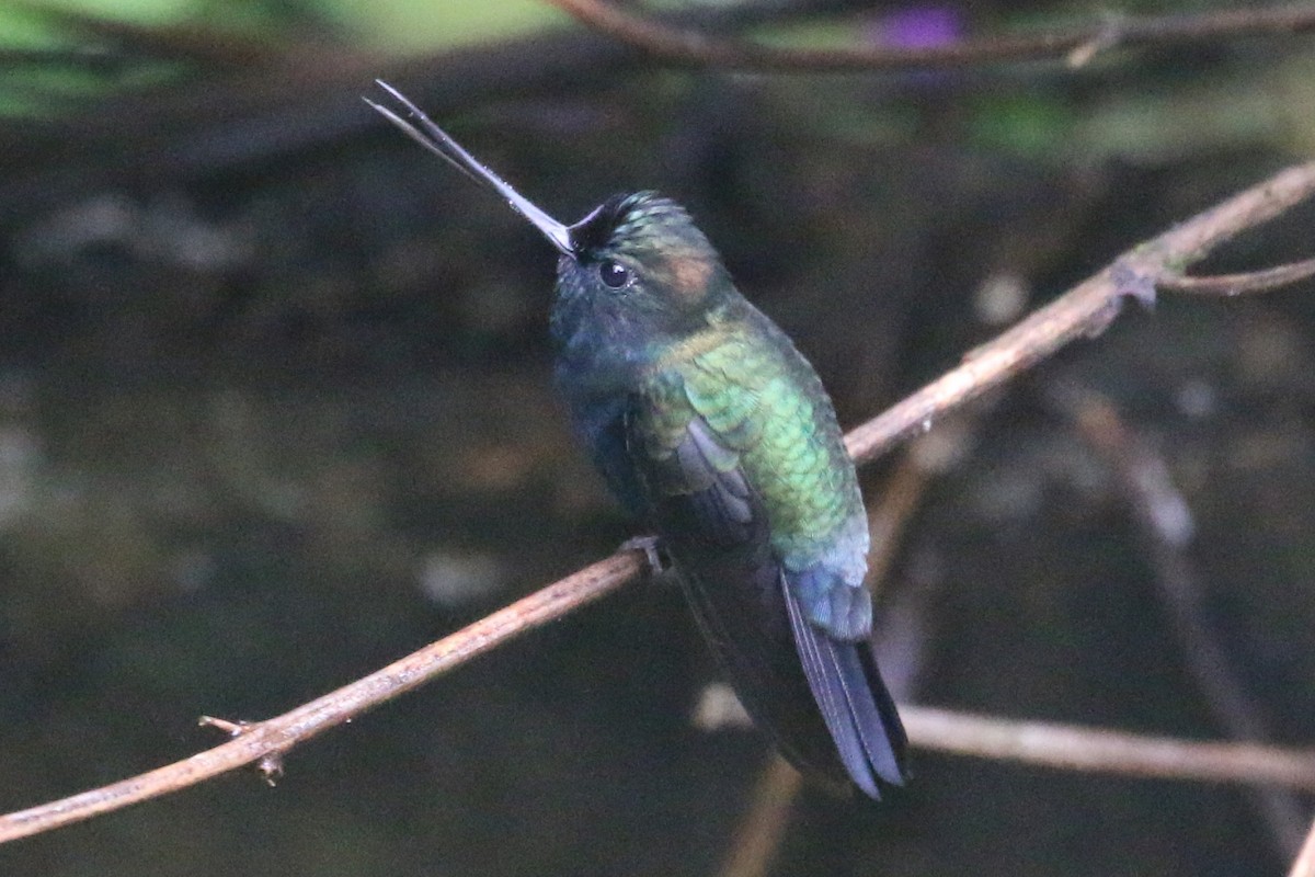 kolibřík modročelý - ML168498251