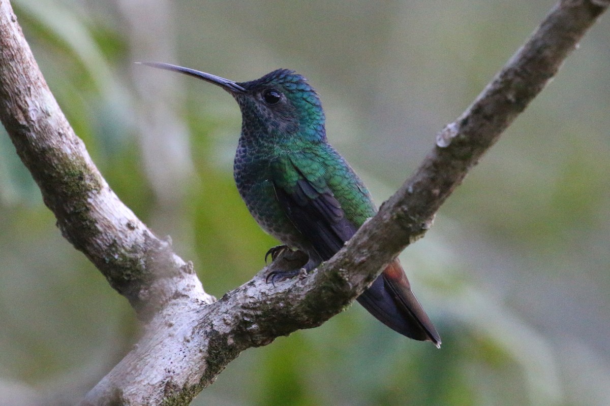 Golden-tailed Sapphire - ML168498401