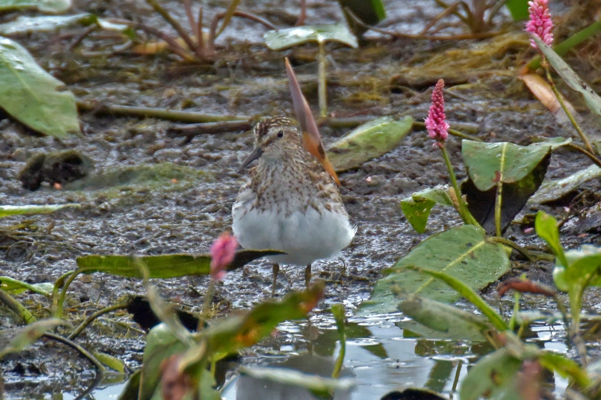 Least Sandpiper - ML168498571