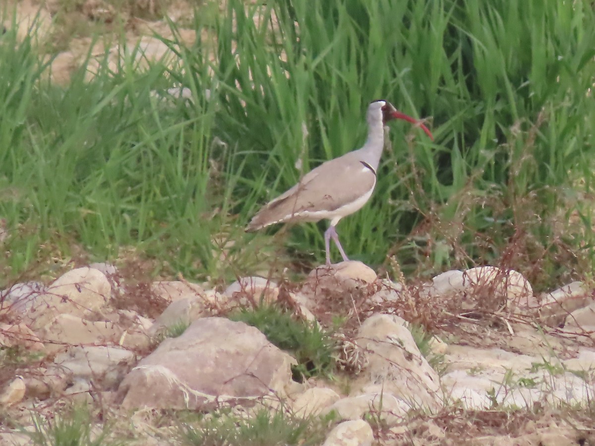 Picoibis - ML168498861