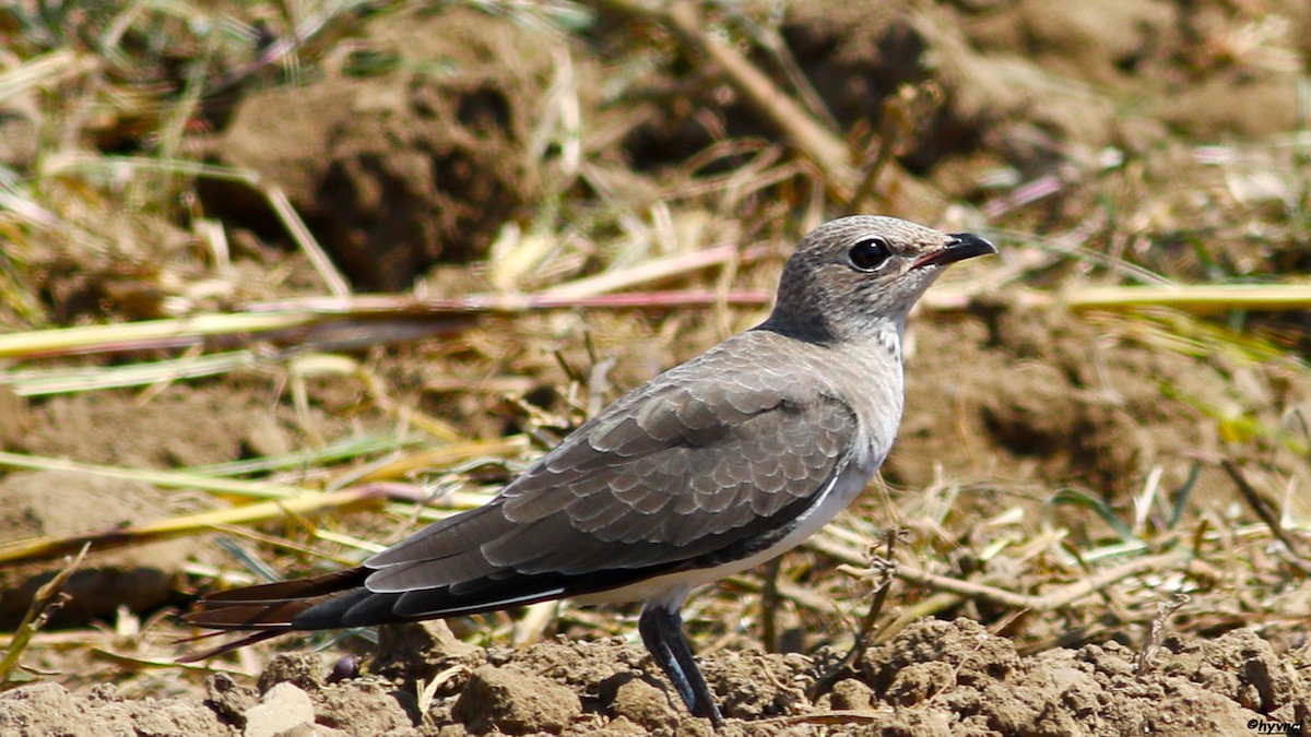 Collared Pratincole - Ozgun Sozuer