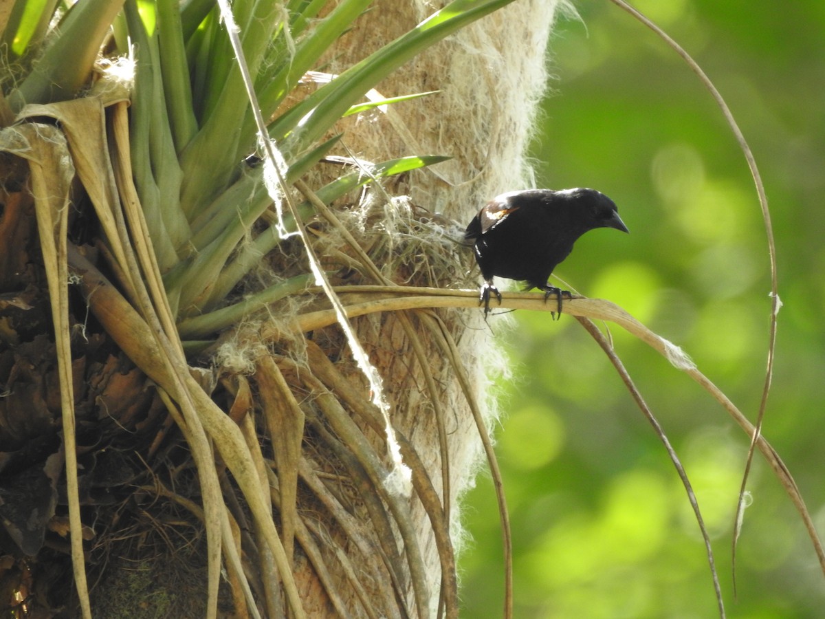 Tawny-shouldered Blackbird - ML168500571