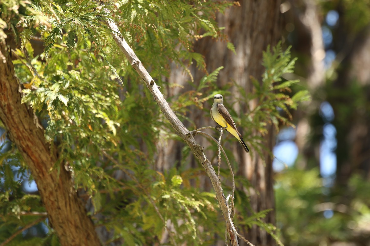 Western Kingbird - Ronan Nicholson