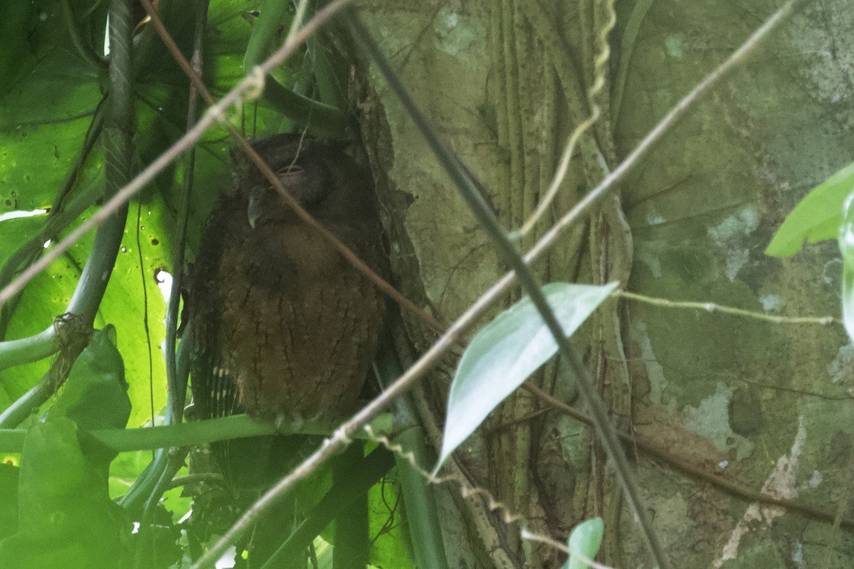 Tawny-bellied Screech-Owl - ML168504191