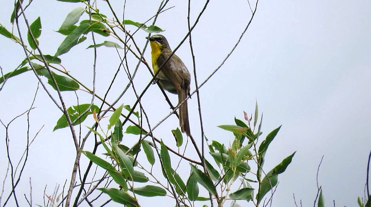 Yellow-breasted Chat - ML168504781