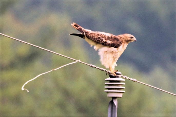 Red-tailed Hawk - ML168506231