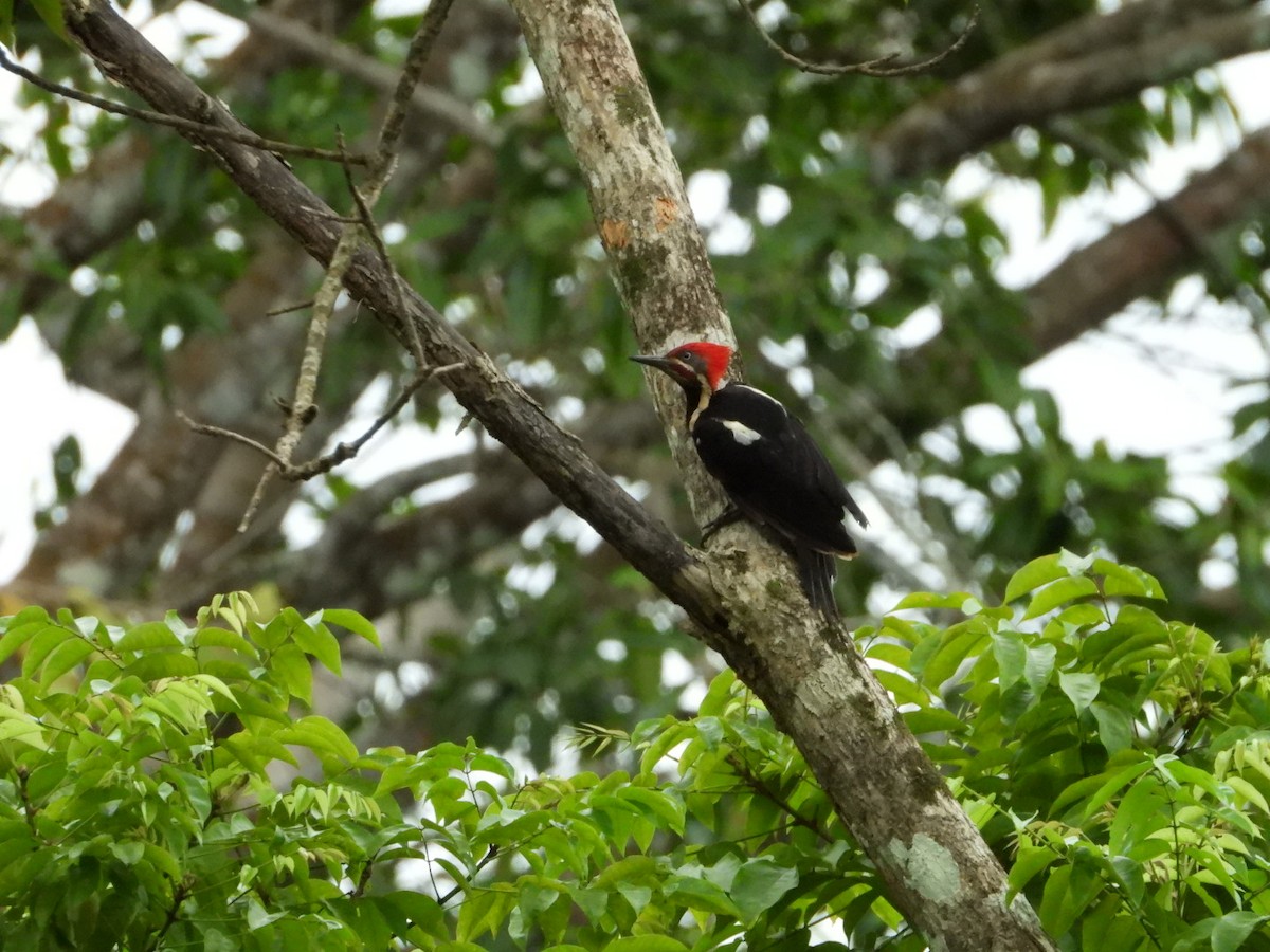 Lineated Woodpecker - A Huang Winoto