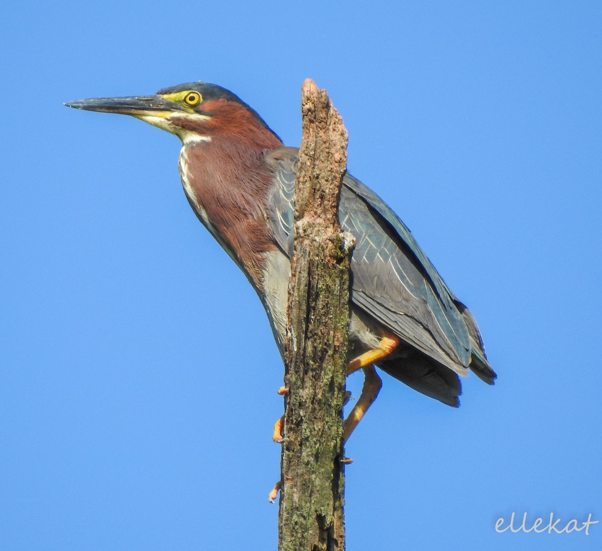 Green Heron - Ellen Katye Hartley