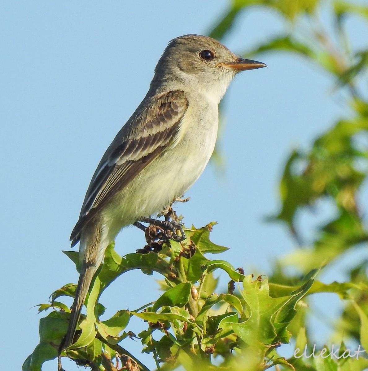 Willow Flycatcher - ML168507101