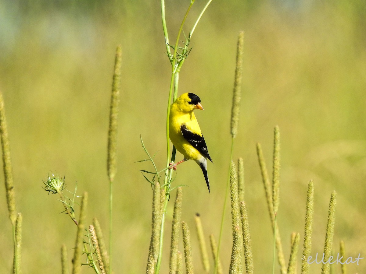 American Goldfinch - ML168507401