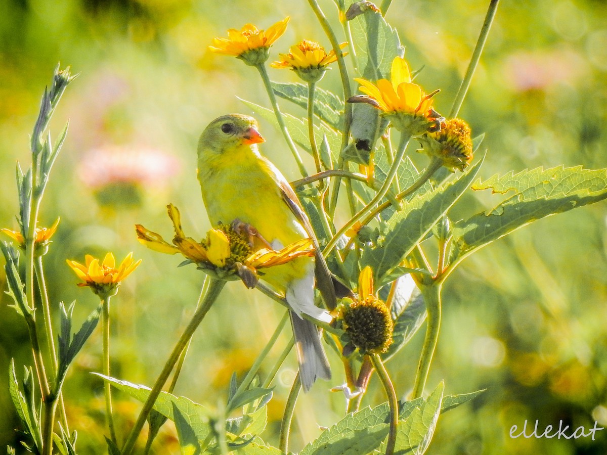 American Goldfinch - ML168507461