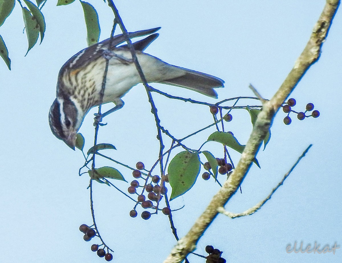 Rose-breasted Grosbeak - ML168507731