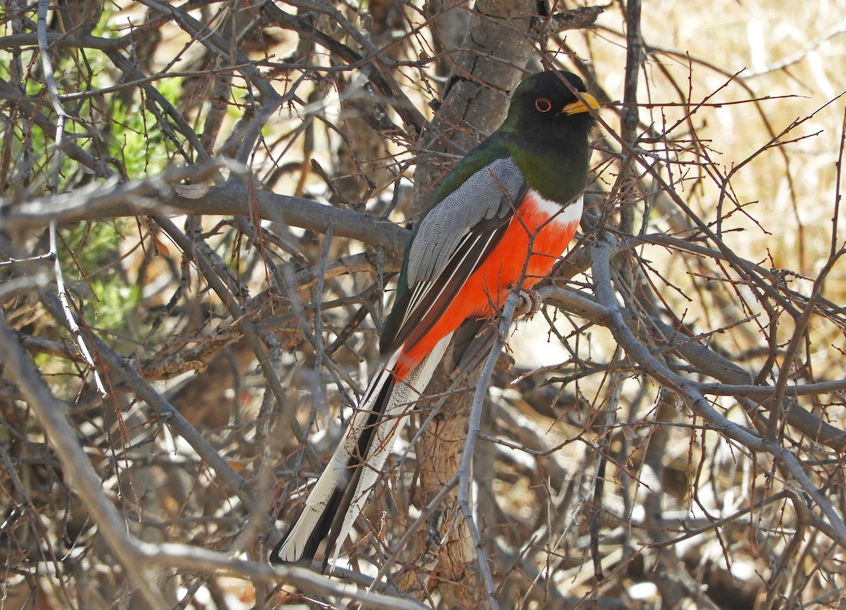 Coppery-tailed Trogon - Ray Wershler