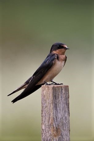 Barn Swallow - DICK GRUBB