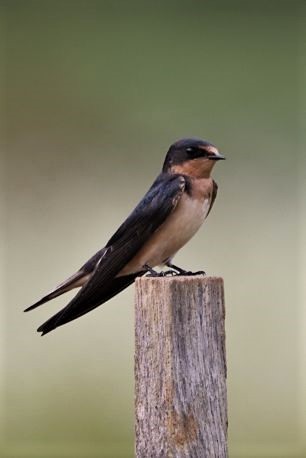 Golondrina Común - ML168508101